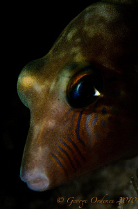 This little guy would not leave me during a recent night ... by George Ordenes 
